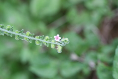 Cynoglossum zeylanicum